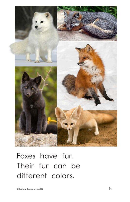 All About Foxes绘本故事第5页