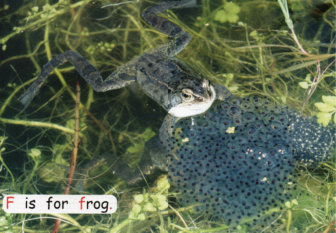 from eggs绘本故事第5页