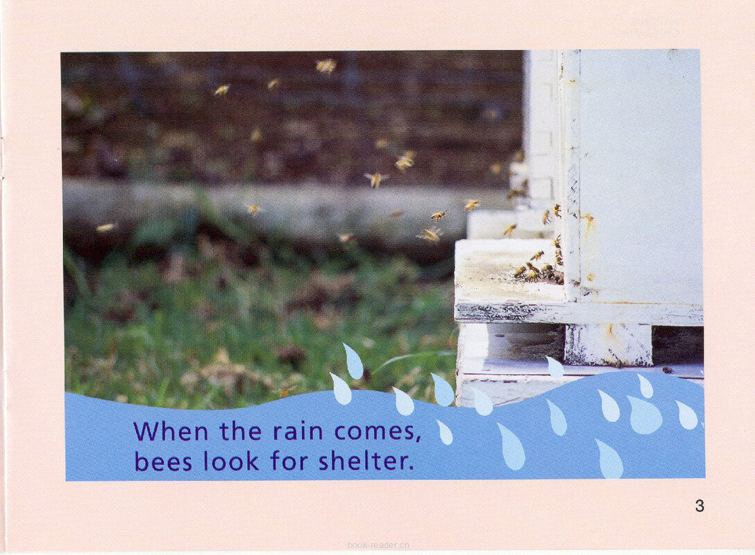 When the Rain Comes绘本故事第4页