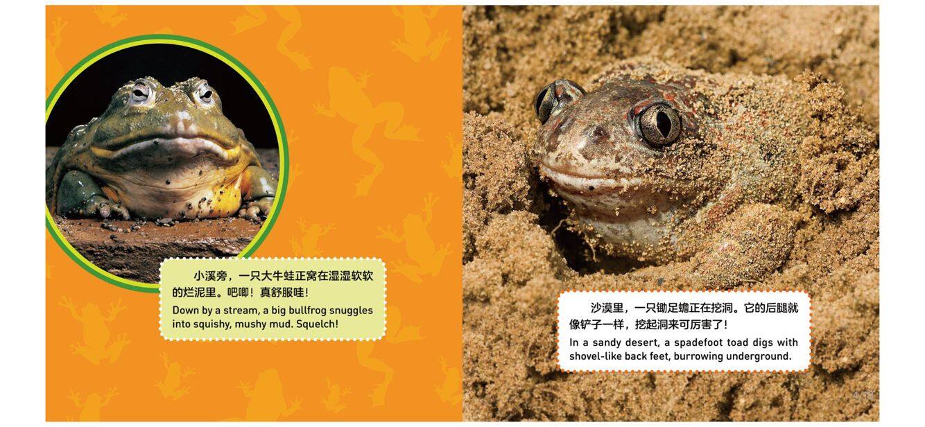 青蛙绘本故事第4页
