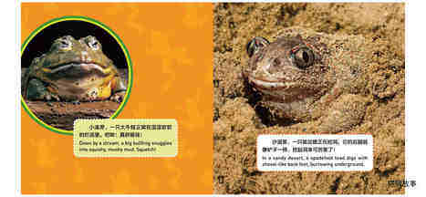 青蛙绘本故事第4页