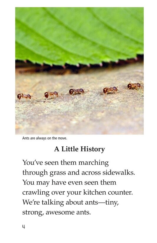 Awesome Ants绘本故事第3页