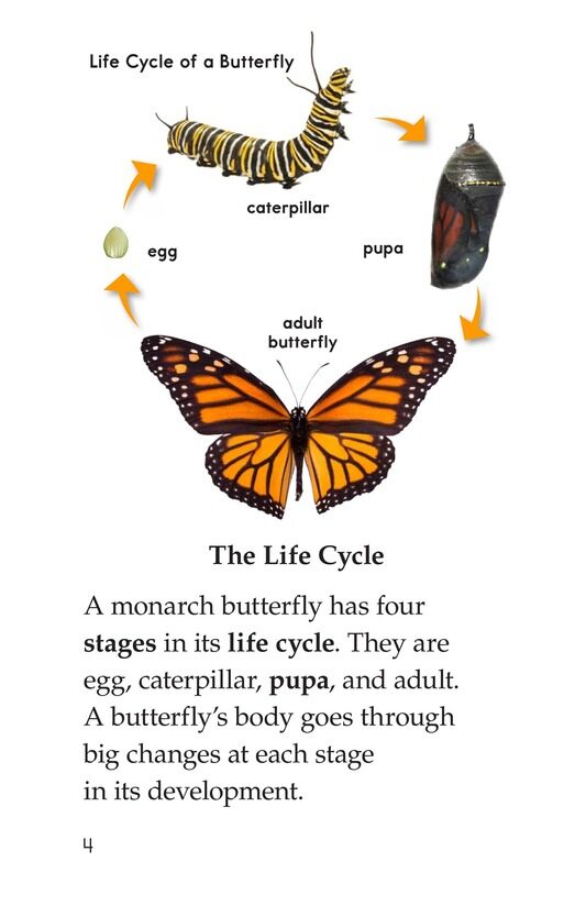 The Butterfly Life Cycle绘本故事第3页