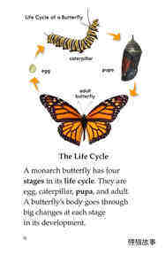 The Butterfly Life Cycle绘本故事第3页