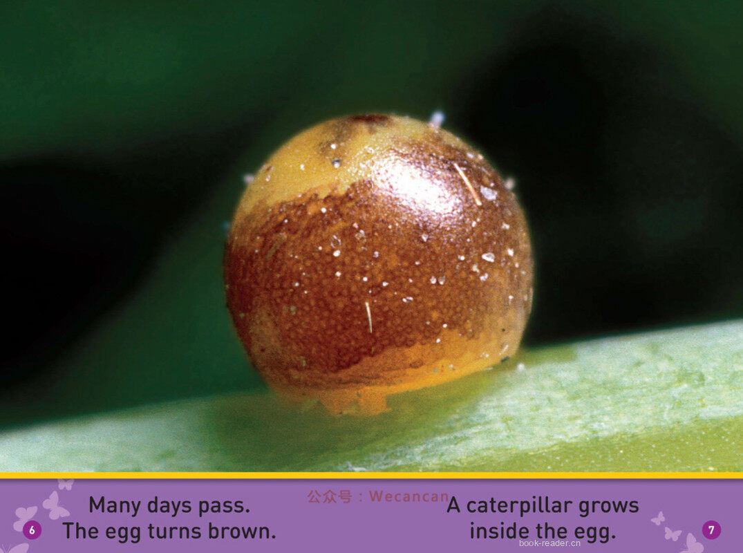 Flutter Butterfly绘本故事第5页