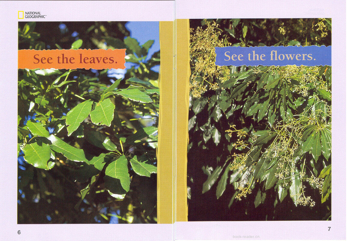 Look at the Tree绘本故事第5页