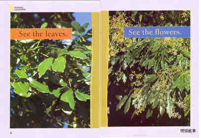 Look at the Tree绘本故事第5页