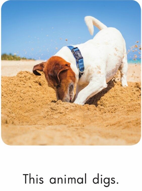 Animal Adventures绘本故事第5页