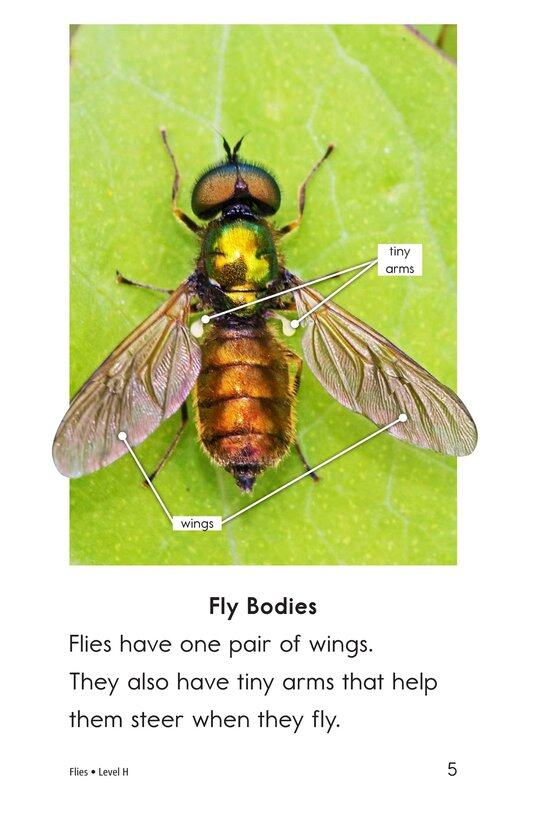 Flies绘本故事第4页