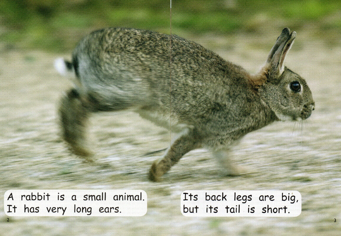 animal sizes绘本故事第3页