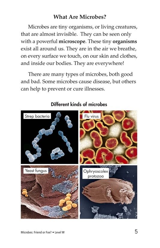 Microbes Friend or Foe绘本故事第4页