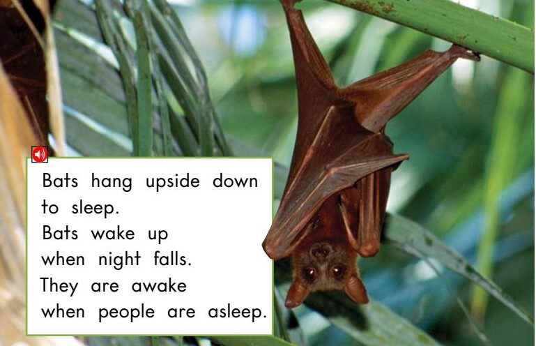 All About Bats绘本故事第5页
