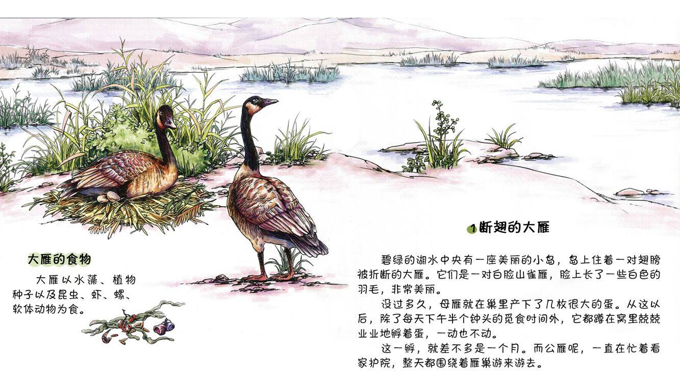 留守的公雁绘本故事第4页