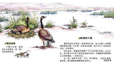 留守的公雁绘本故事第4页
