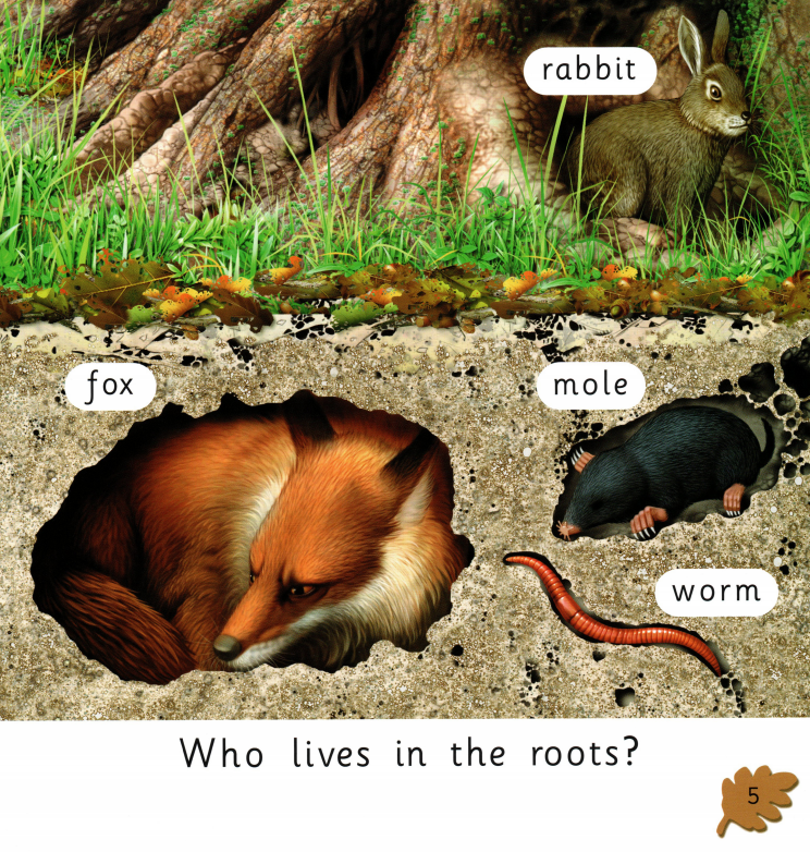 The Oak Tree绘本故事第5页