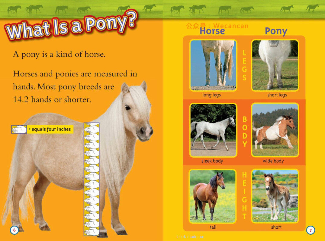 Ponies绘本故事第4页