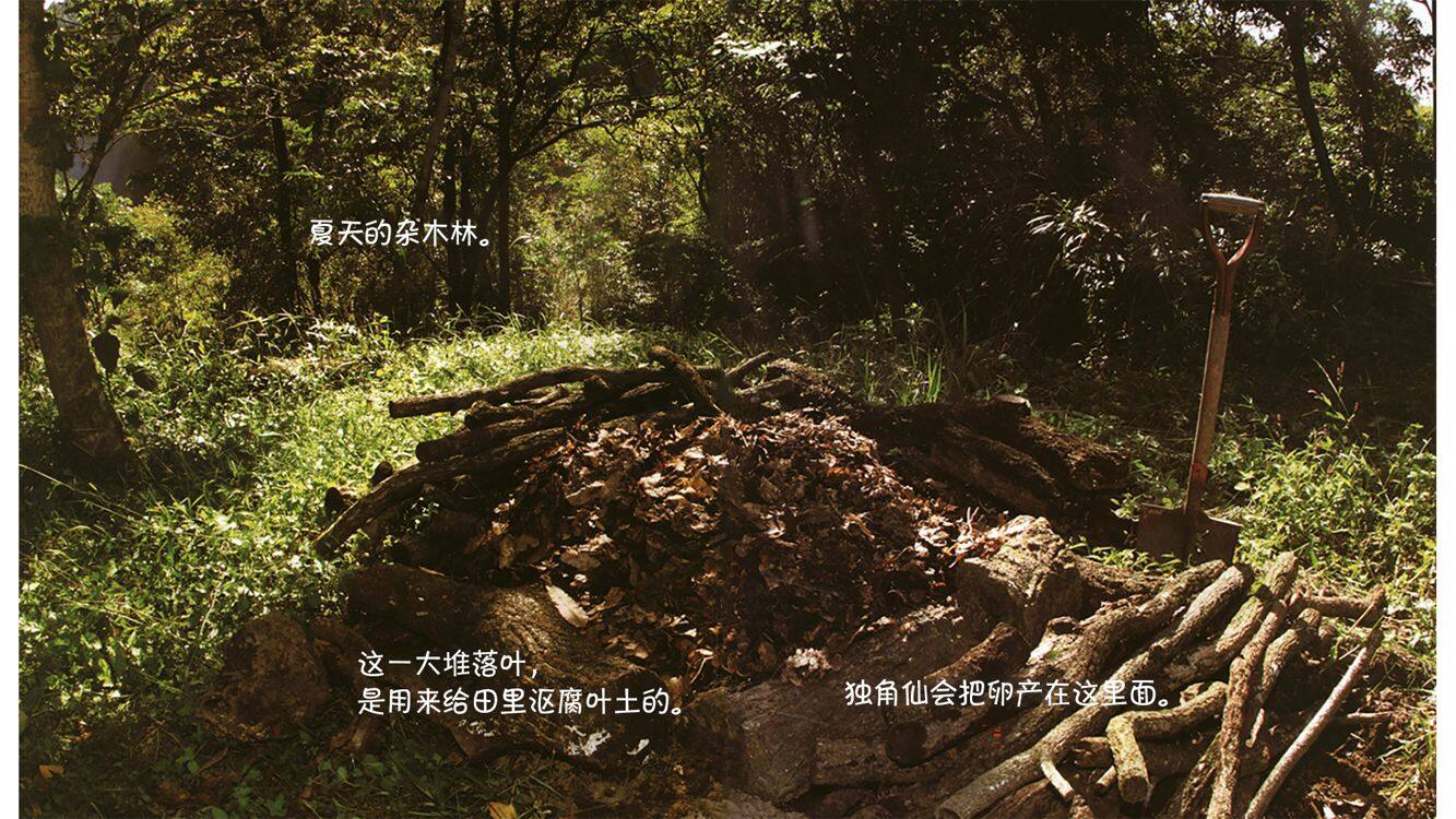 诞生了！独角仙绘本故事第3页