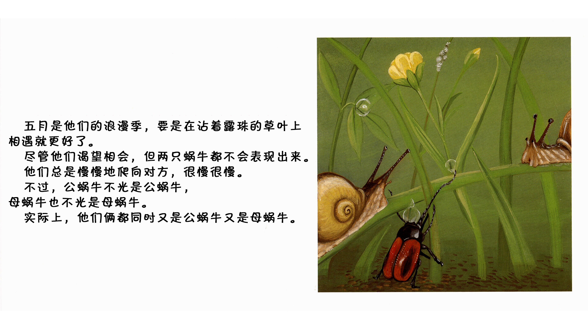 蜗牛绘本故事第4页