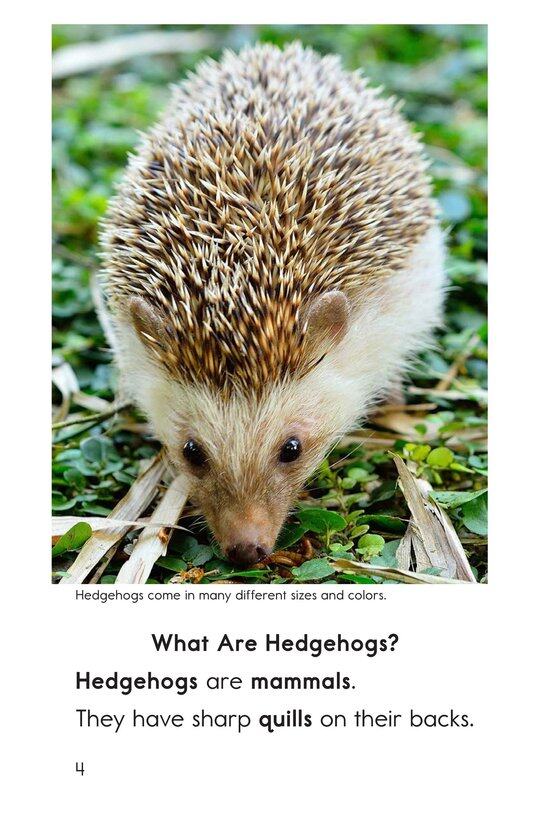 Hedgehogs绘本故事第3页