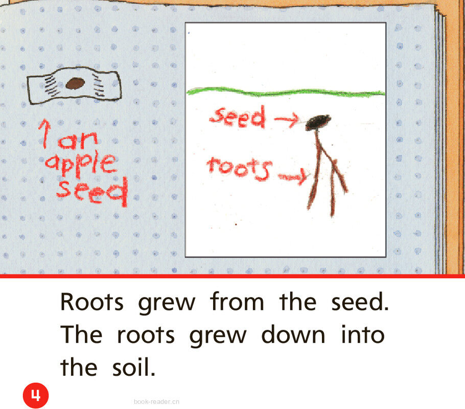 GK Beyond U05W2 Our Apple Tree绘本故事第5页