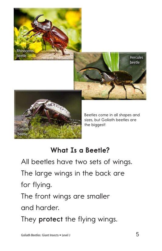 Goliath Beetles Giant Insects绘本故事第4页