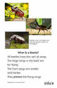 Goliath Beetles Giant Insects绘本故事第4页