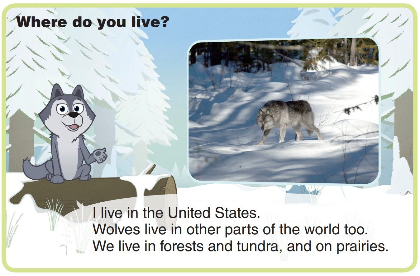 Gray Wolf绘本故事第4页