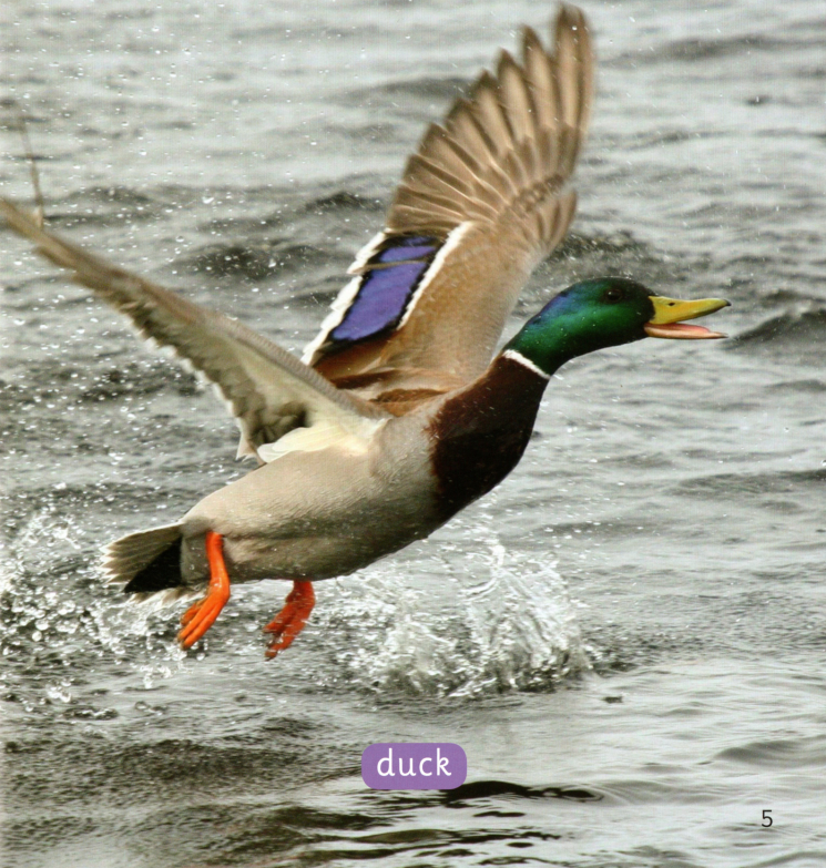 Animal Coats绘本故事第5页