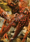 诞生了！小龙虾