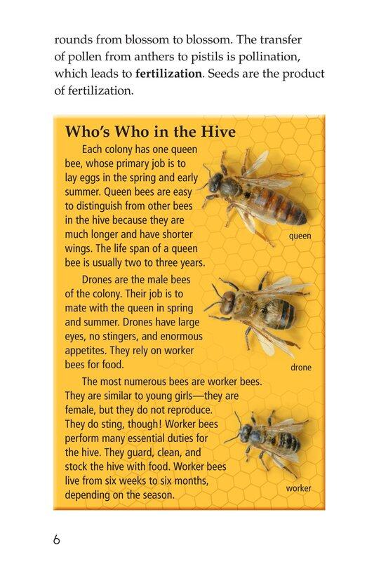 The Case of the Disappearing Honeybees绘本故事第5页