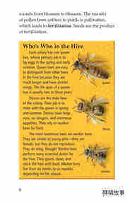 The Case of the Disappearing Honeybees绘本故事第5页