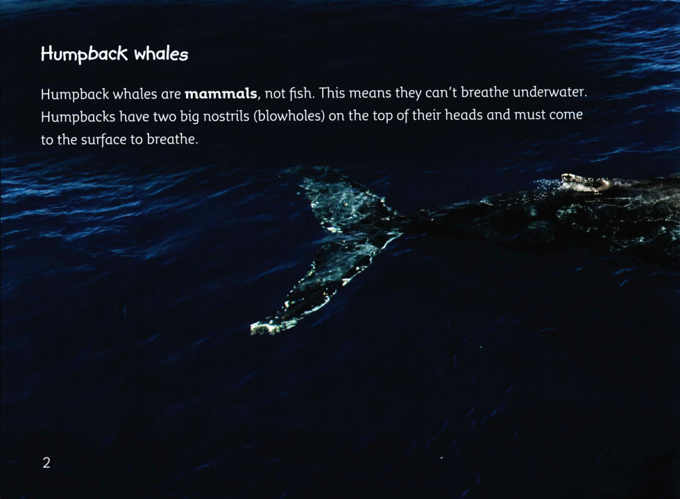 The Journey of Humpback Whales绘本故事第3页
