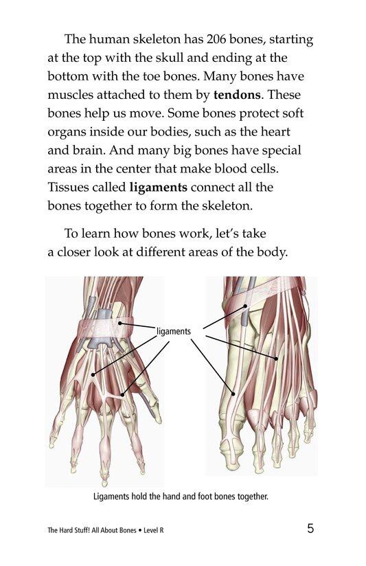 The Hard Stuff! All About Bones绘本故事第4页