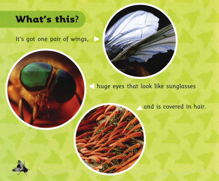 Fly Facts绘本故事第3页