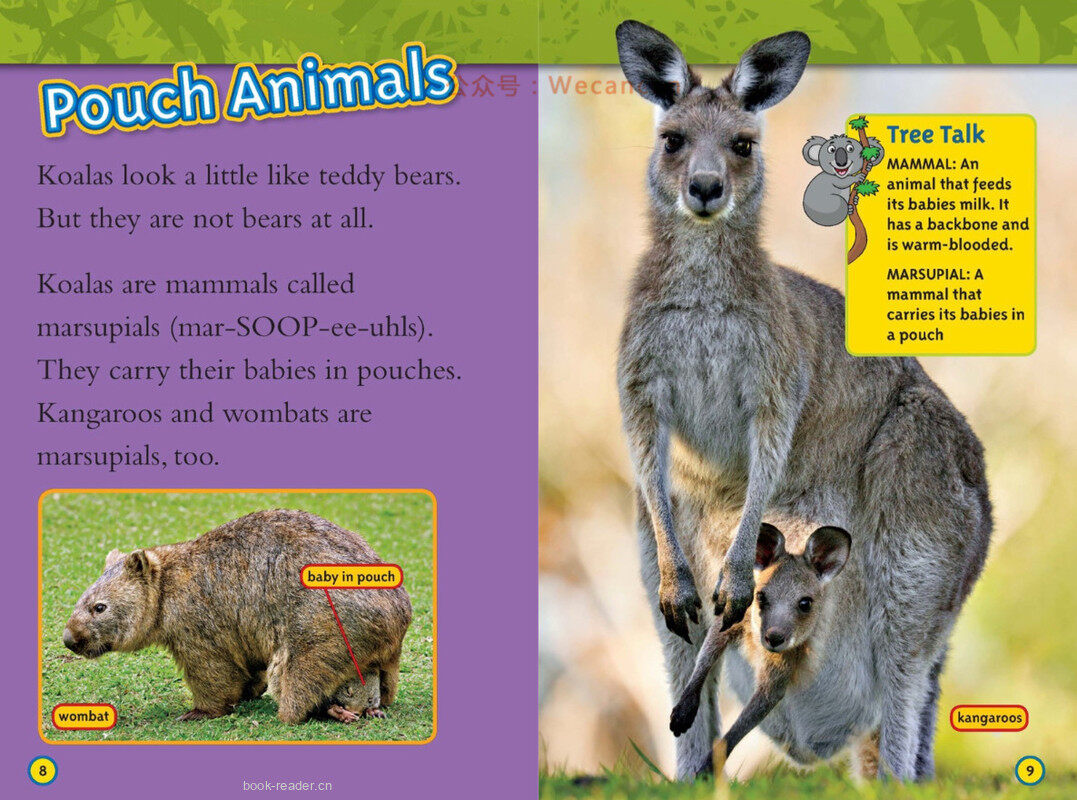 Koalas绘本故事第5页