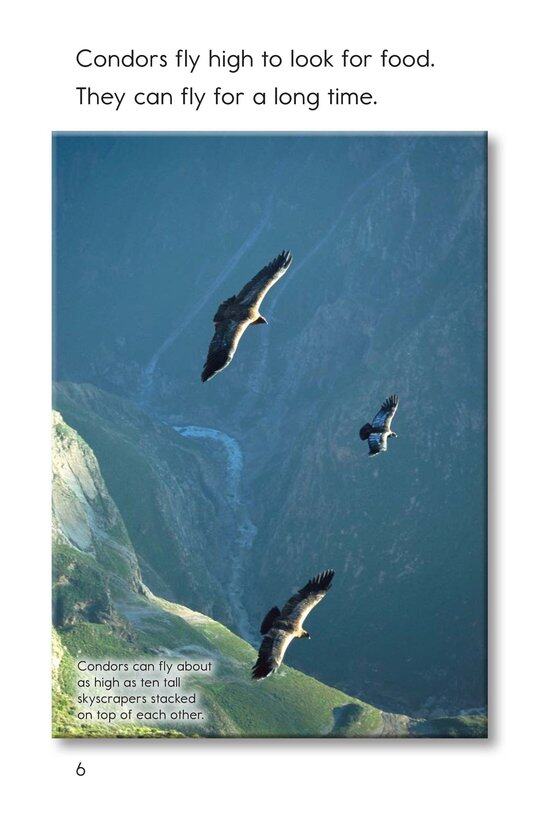 Condors Giant Birds绘本故事第5页