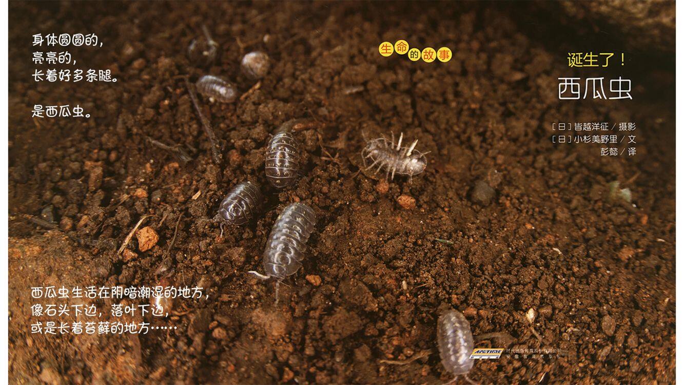 诞生了！西瓜虫绘本故事第4页