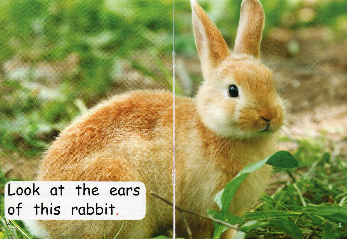 all kinds of ears绘本故事第4页