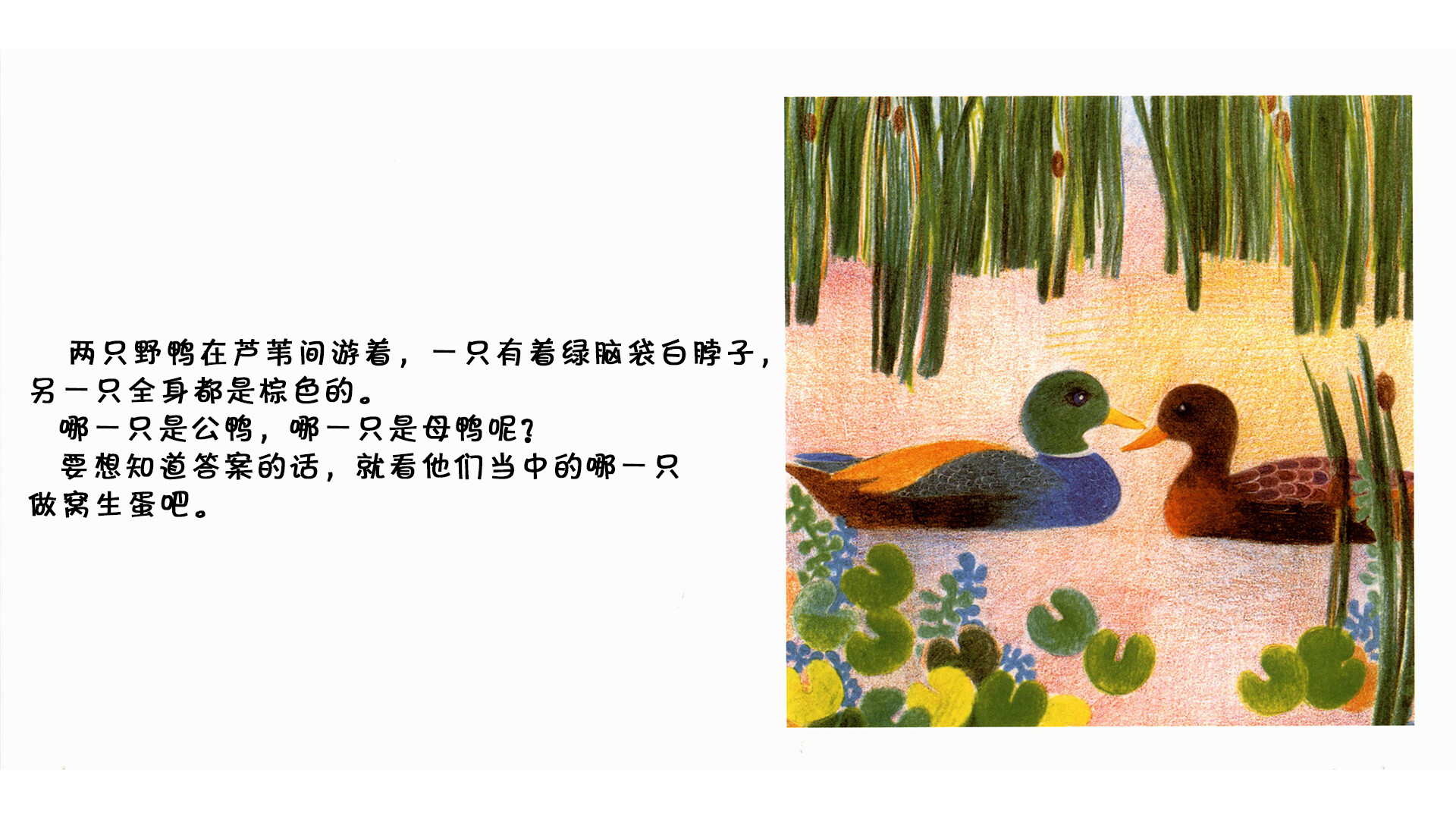 野鸭绘本故事第4页