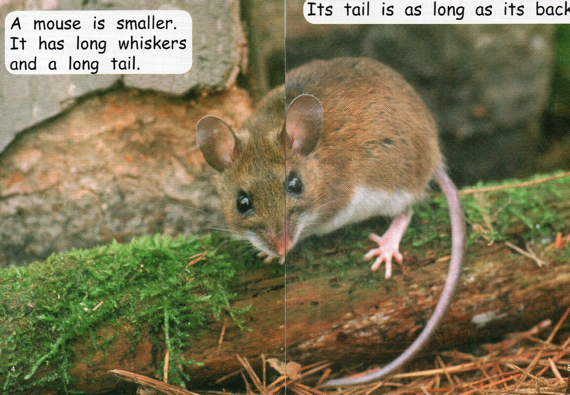 animal sizes绘本故事第4页