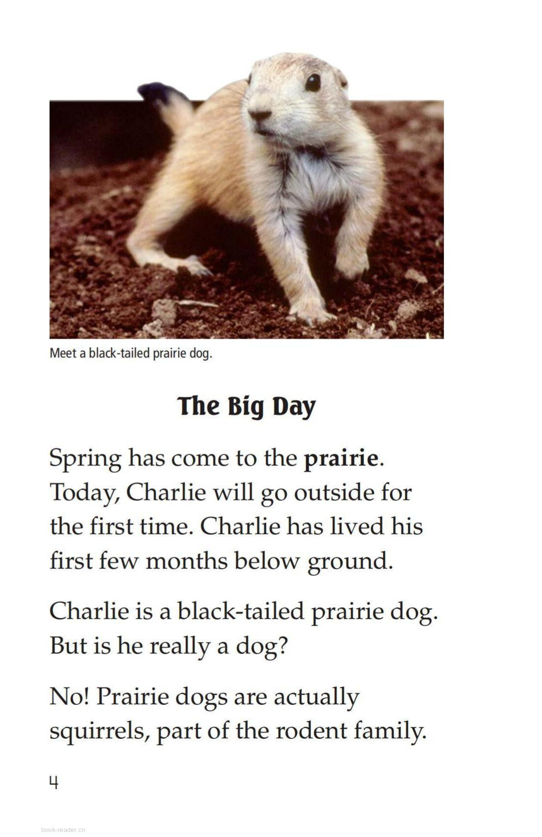 A Prairie Dog's Life绘本故事第3页