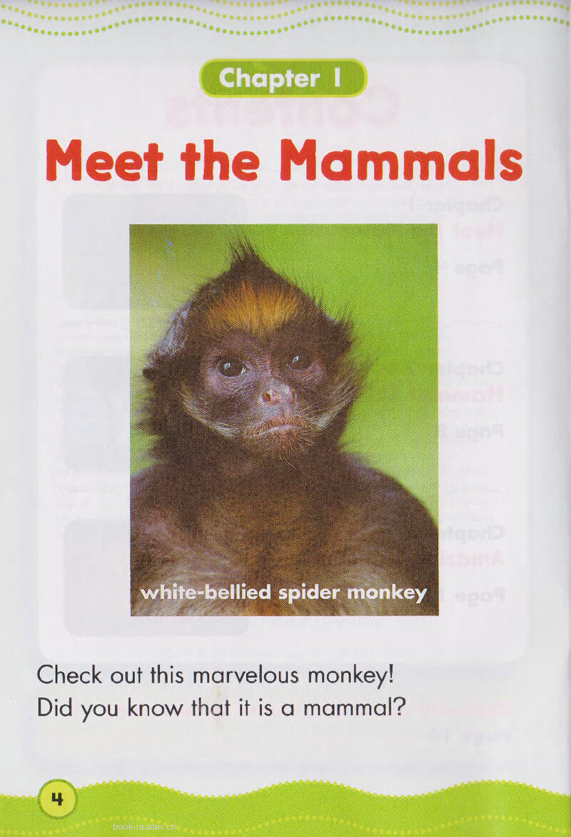 Marvelous Mammals绘本故事第3页