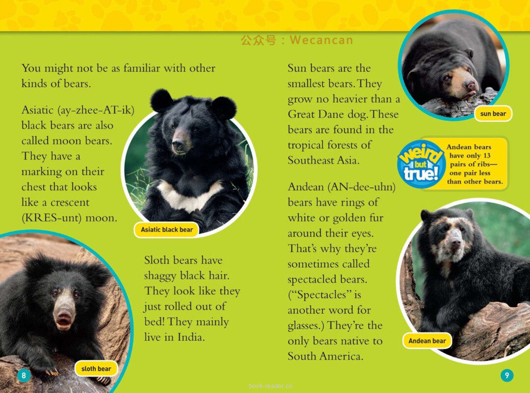 Bears绘本故事第5页