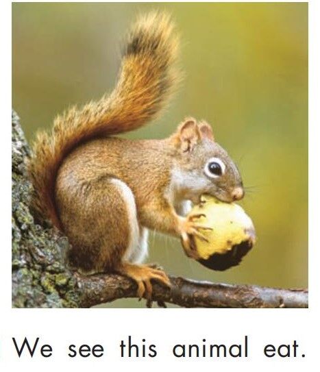 We see animals绘本故事第3页