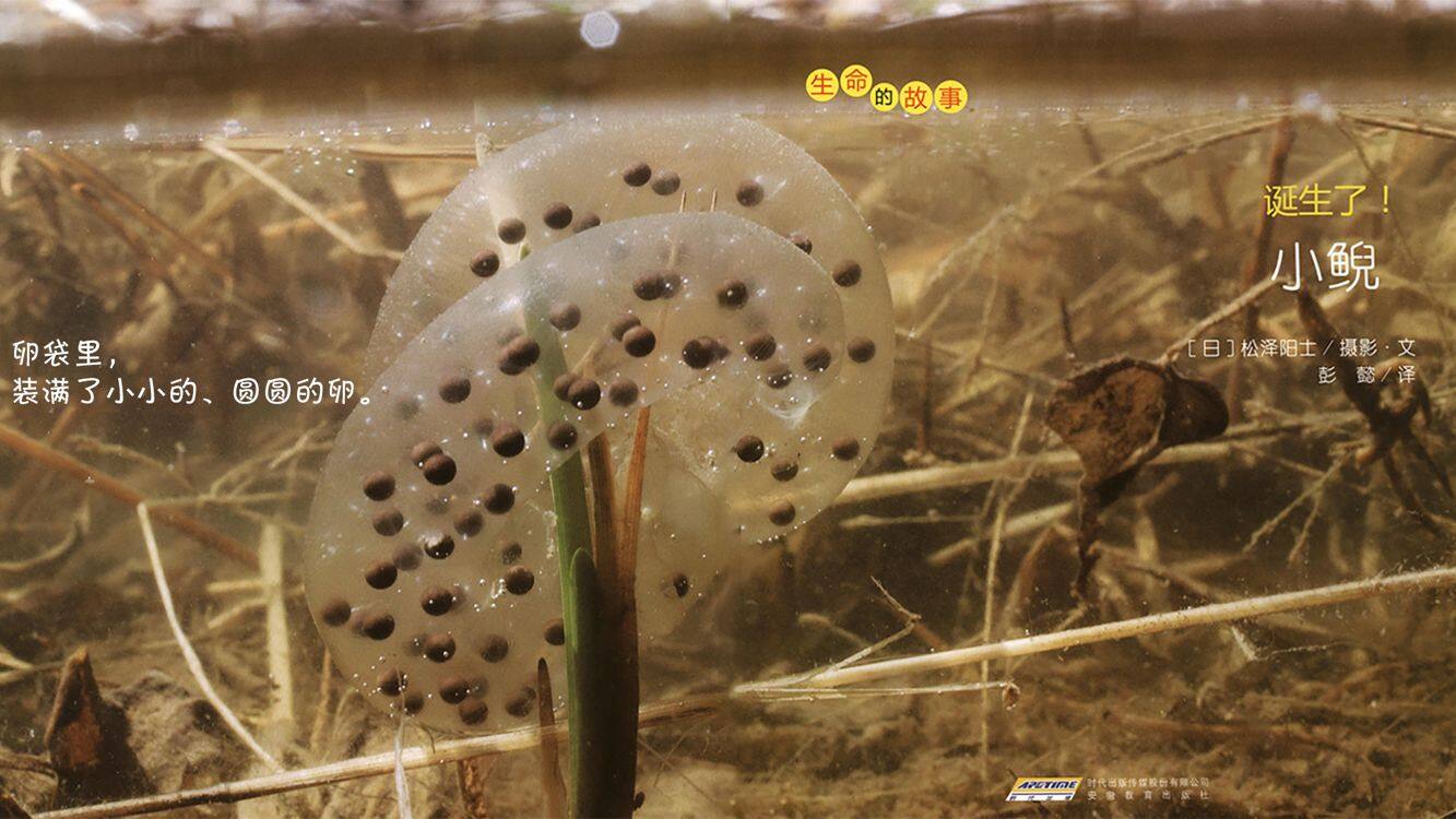 诞生了！小鲵绘本故事第5页