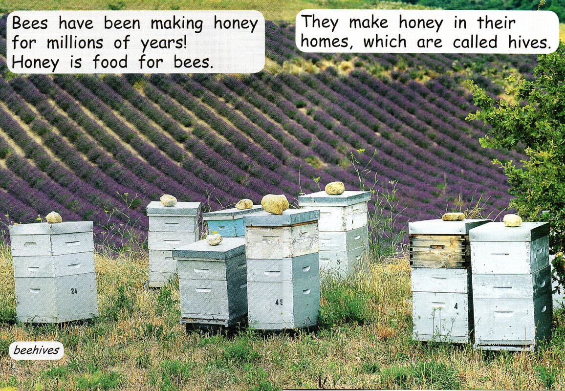 making honey绘本故事第3页