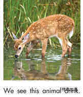 We see animals绘本故事第4页