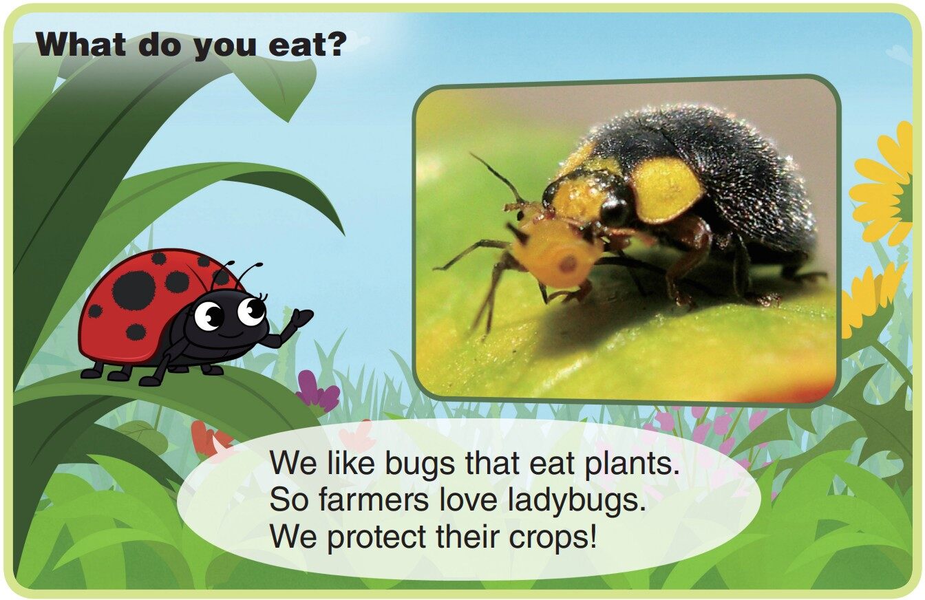 Ladybug绘本故事第5页