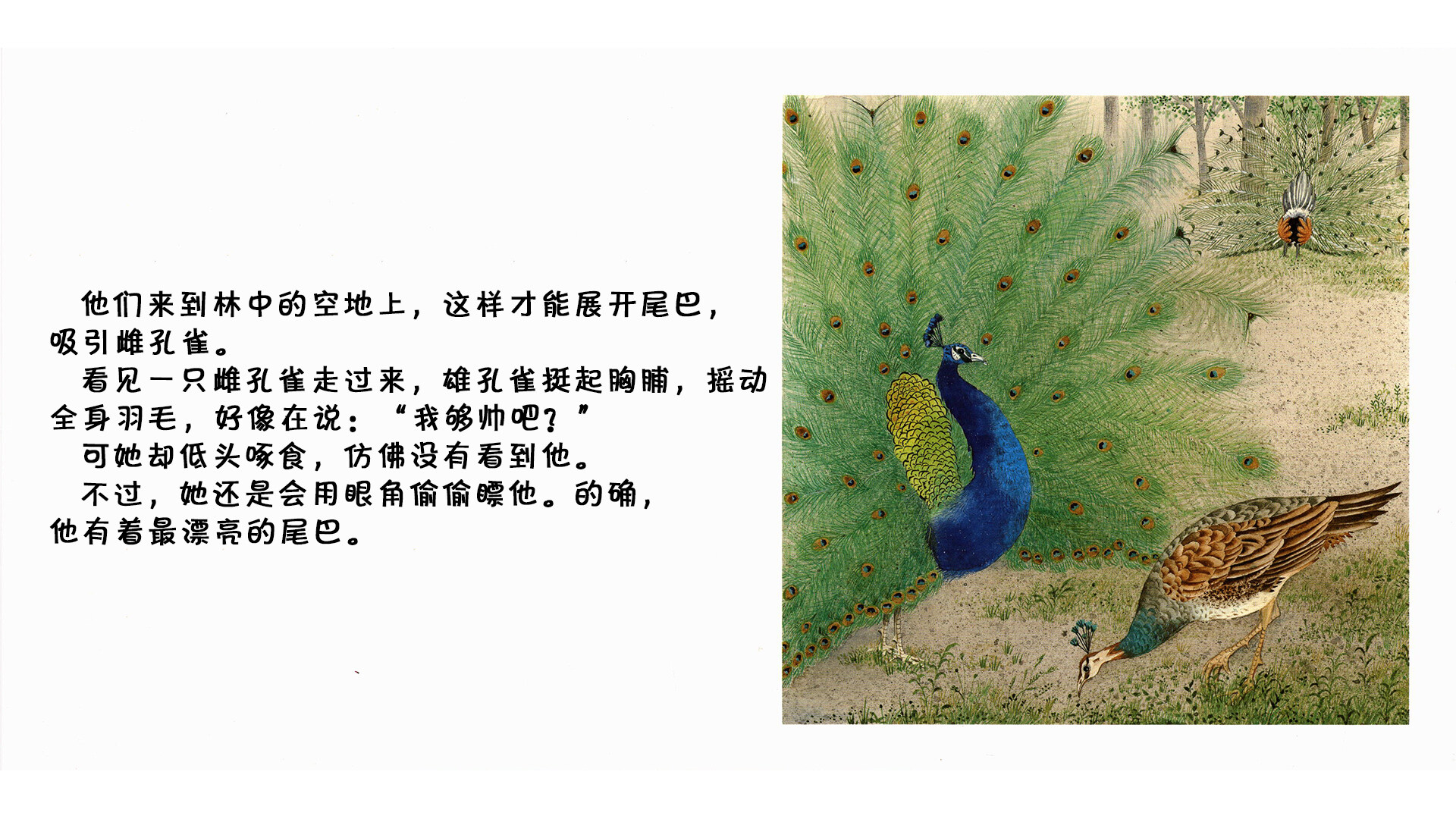 孔雀绘本故事第4页