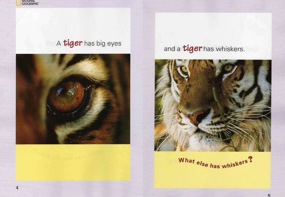 A Frog Has a Sticky Tongue绘本故事第4页